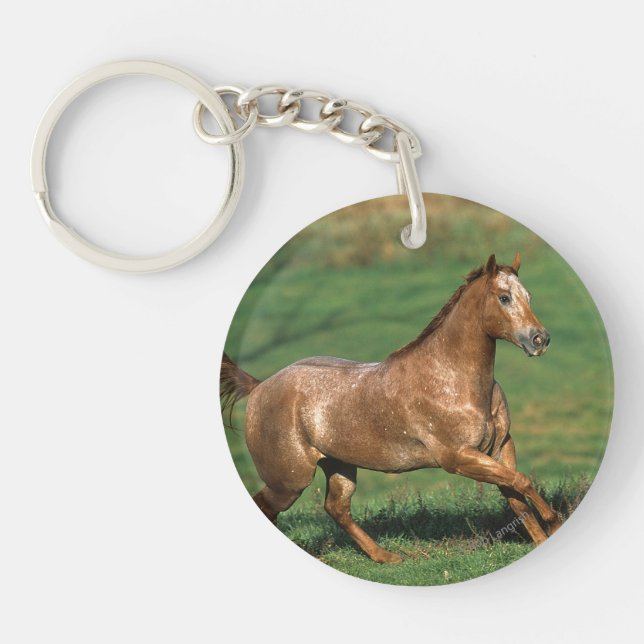 Cheval d'Appaloosa fonctionnant dans le domaine (Devant)