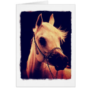 Cheval d'Arabie dans une halte-spectacle