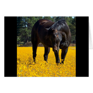 Cheval de baie dans un champ de fleurs jaunes