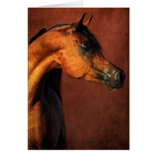 Cheval de la baie Arabe