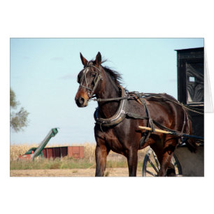 Cheval de l'Amish rural et buggy