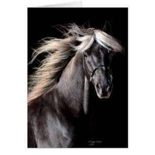 Cheval de montagne rocheuse de Choco