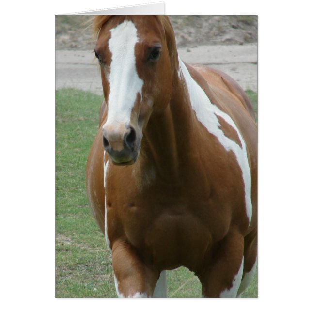 Cheval de peinture clinquant (Devant)