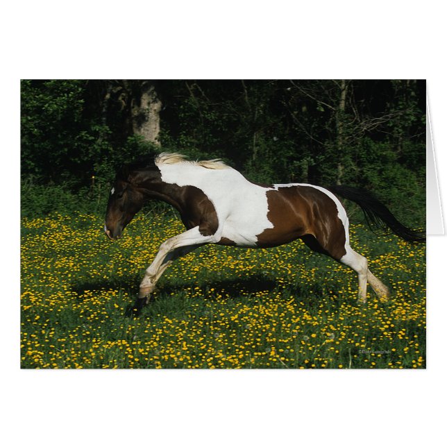 Cheval de peinture courant dans le champ de fleurs (Devant horizontal)