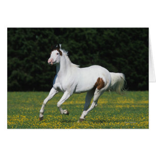 Cheval de peinture courant dans le champ de gravit