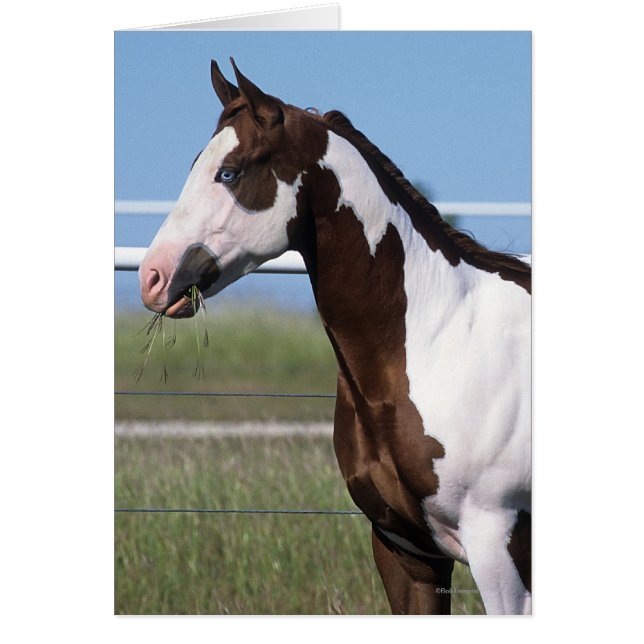 Cheval de peinture debout (Devant)