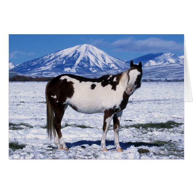 Cheval de peinture debout dans la neige (Devant horizontal)