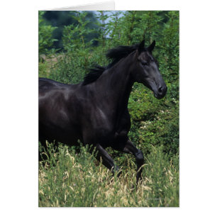 Cheval de pur sang fonctionnant dans l'herbe