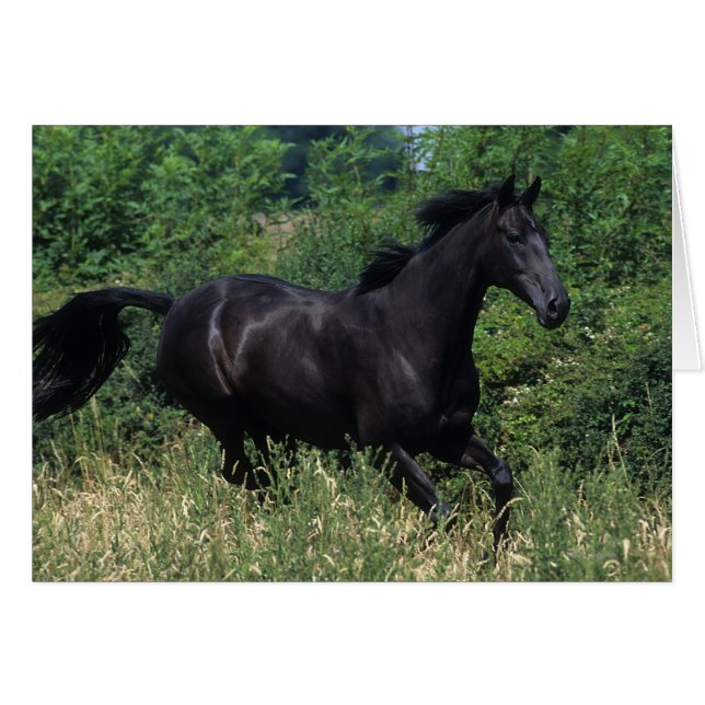 Cheval de race Thoroughbred coule dans l'herbe (Devant horizontal)