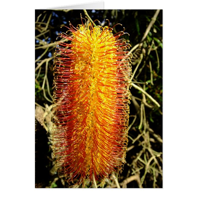 Cheval d'hiver (Devant)