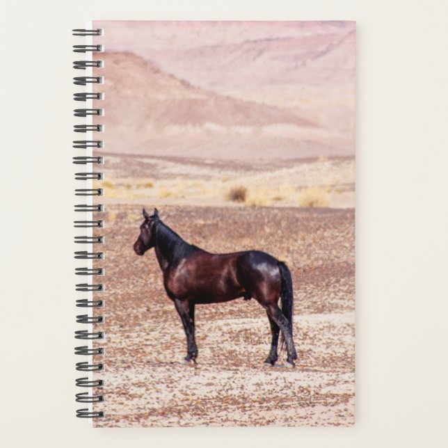 Cheval du désert P8664 (Devant)