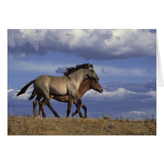Cheval Duo (Devant horizontal)