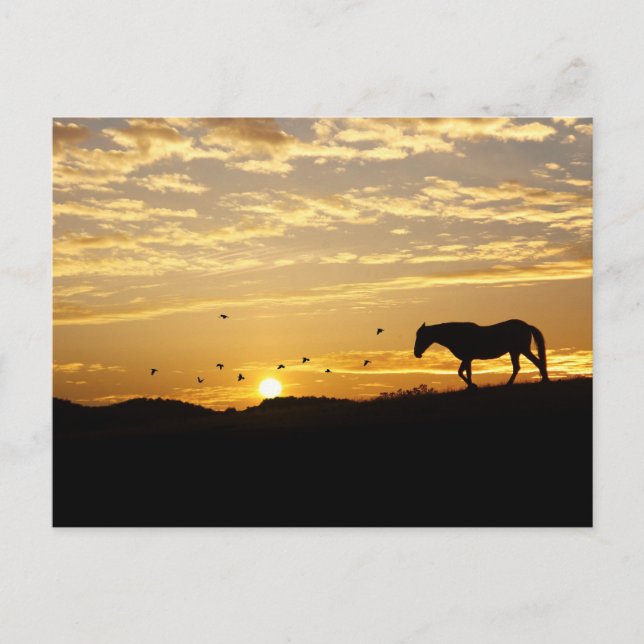 Cheval en carte postale coucher de soleil (Devant)