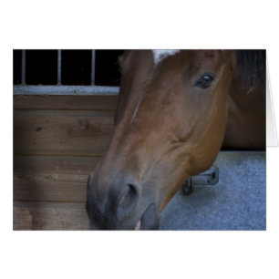 CHEVAL EN STABLE
