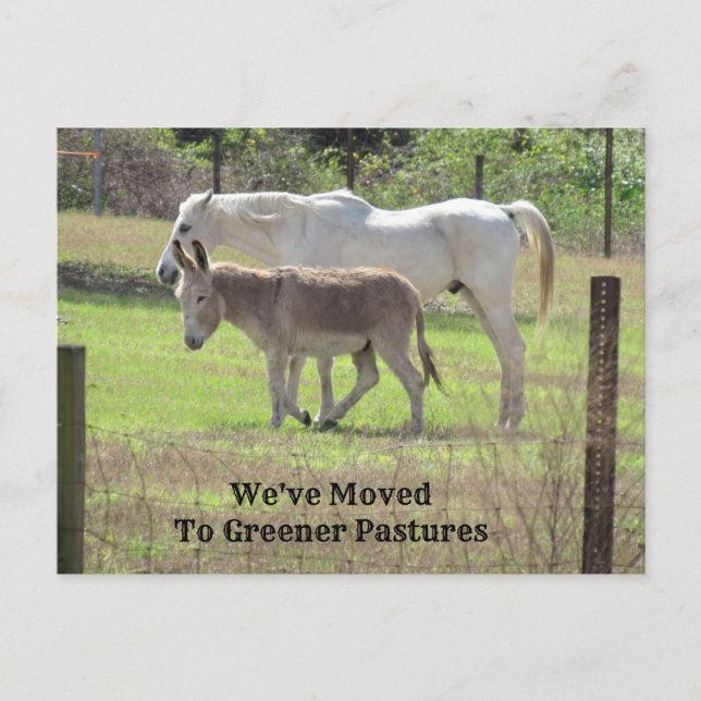 Cheval et âne Nouvelle carte postale (Devant)