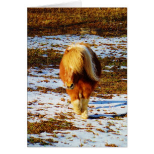 Cheval miniature Brown et crème dans la neige.