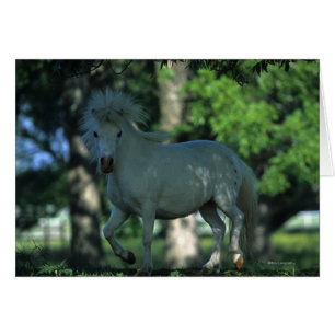 Cheval miniature se tenant dans les arbres