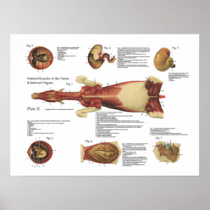 Cheval Muscles Viscera Anatomie Poster Graphique