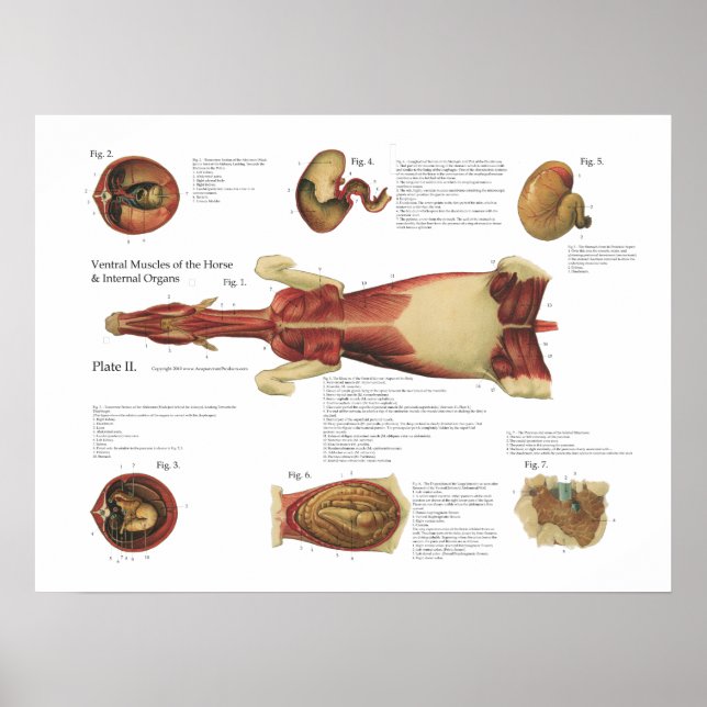 Cheval Muscles Viscera Anatomie Poster Graphique (Devant)