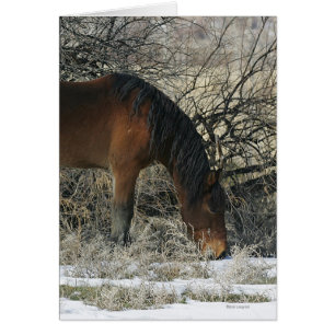 Cheval Mustang sauvage dans la neige 1