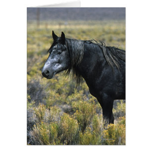Cheval Mustang sauvage dans le désert