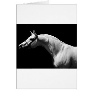 Cheval noir et blanc