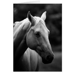 Cheval noir et blanc