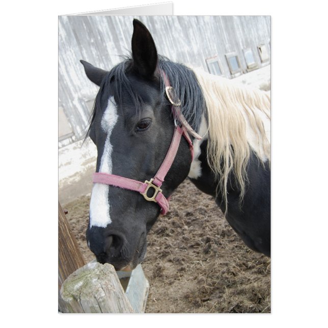 Cheval Paint Pinto (Devant)