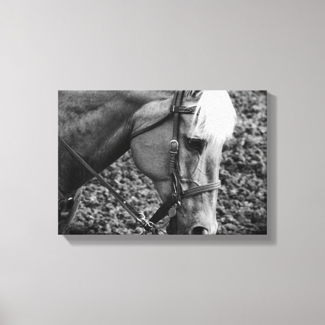 Cheval Palomino Occidental en Sepia toile Imprimer (Recto)