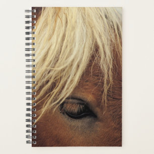 Cheval Photo Equine Cheval Blanc Mane