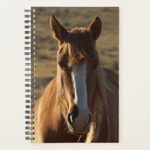 Cheval Photo Equine Horse Arrière - plan de l'Oues