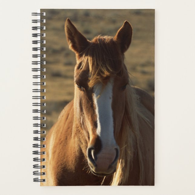 Cheval Photo Equine Horse Arrière - plan de l'Oues (Devant)