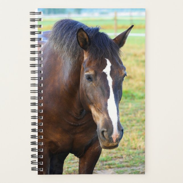 Cheval Photo Equine Pretty Pasture (Devant)