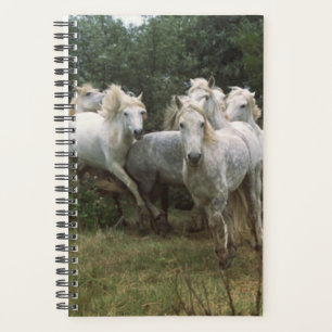 Cheval Photo Equine Running Grey Horse Herd
