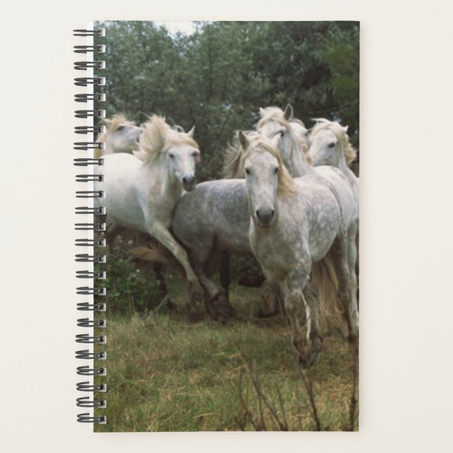 Cheval Photo Equine Running Grey Horse Herd (Devant)