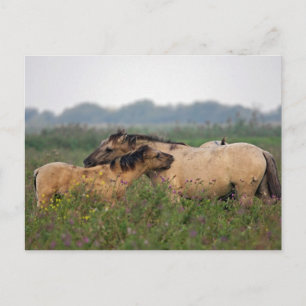 cheval sauvage avec carte postale de poulain