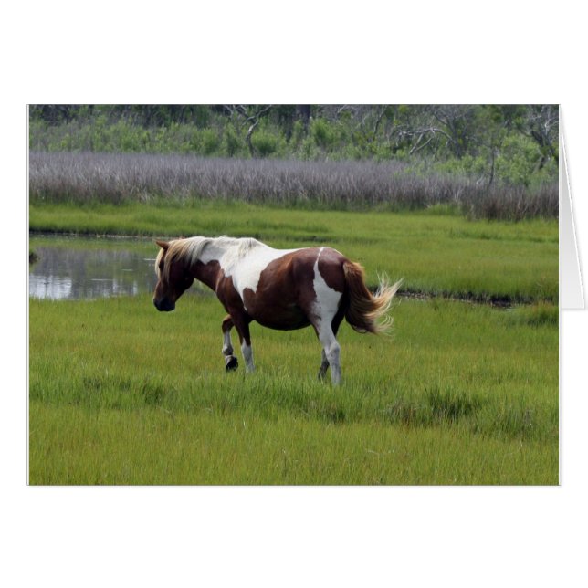 Cheval sauvage d'Assateague (Devant horizontal)