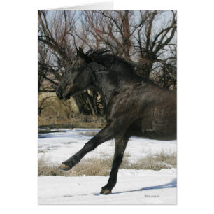Cheval sauvage de mustang dans la neige 2