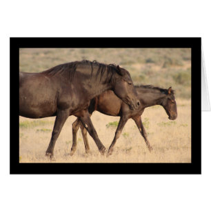 CHEVAL SAUVAGE DES MONTAGNES DE L'ONAQUI, UTAH