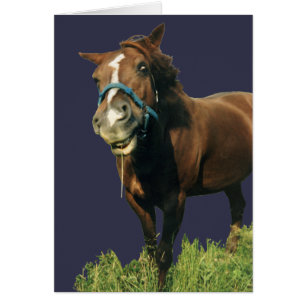 Cheval souriant