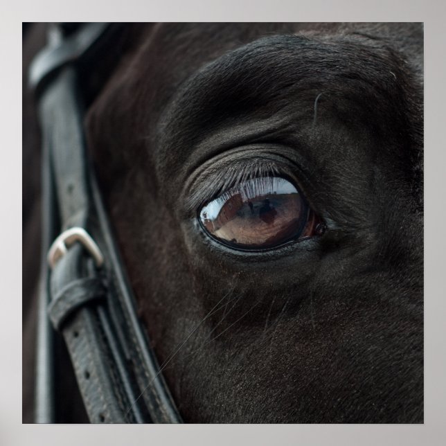 Cheval Stallion Oeil Photo Nature Mur Poster (Devant)