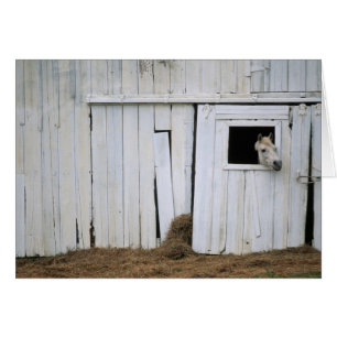 Cheval Sticking Head out Barn Window