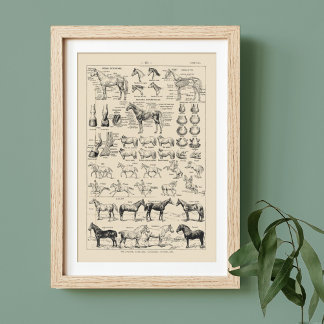 Cheval vintage se reproduit et tableau d'anatomie 