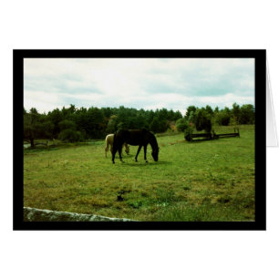 Chevaux