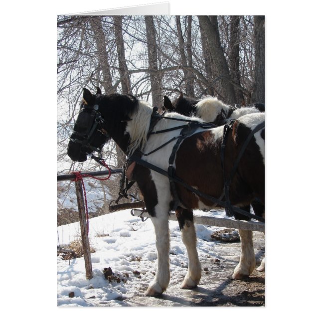 Chevaux à bascule Pinto (Devant)