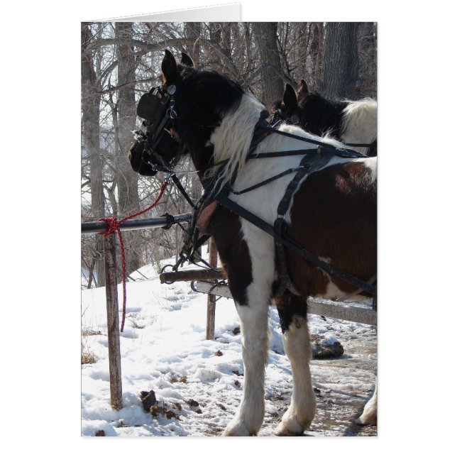 Chevaux à bascule Pinto (Devant)