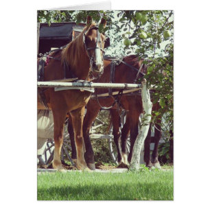 Chevaux amish au poteau d'attelage autour de pomme