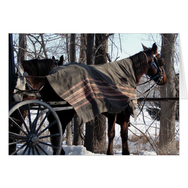 Chevaux Amish En Attente En Hiver (Devant horizontal)