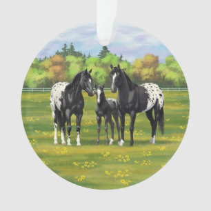 Chevaux Appaloosa Noir Dans Les Pâturages D'Été