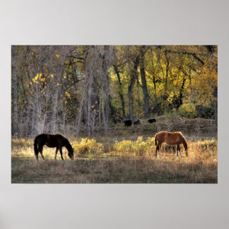 Chevaux avec ours en Arrière - plan Photo Poster